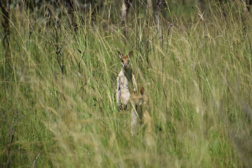 Agile Wallaby (Notamacropus agilis)