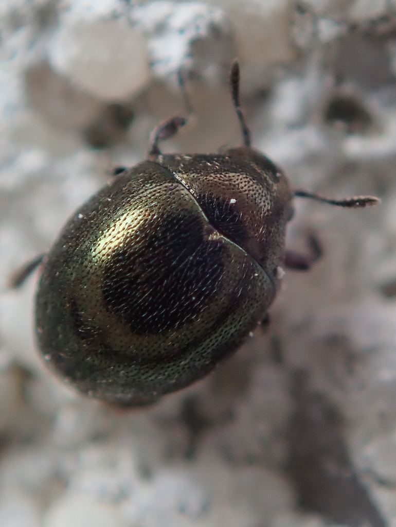Lamprobyrrhulus nitidus