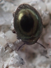 Lamprobyrrhulus nitidus