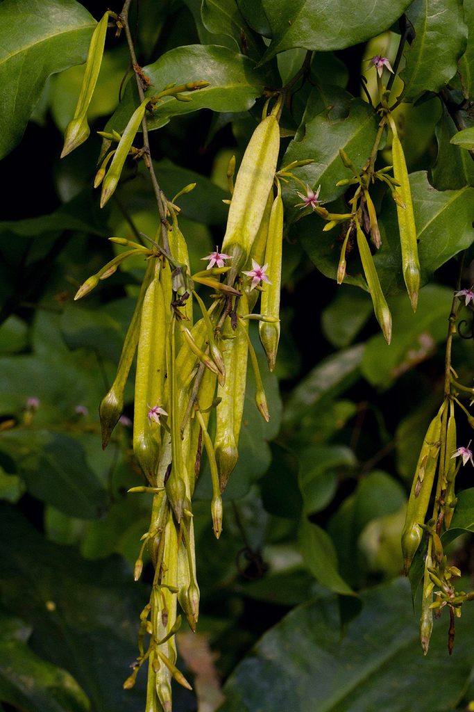 Brunnichieae