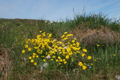 Ranunculus turneri