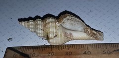 Fasciolariidae