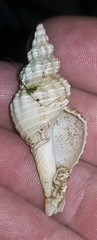 Fasciolariidae