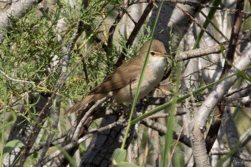 Common Reed Warbler (Acrocephalus scirpaceus), photo 7