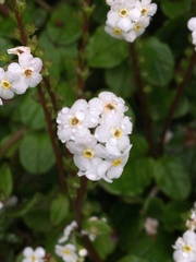 Trigonotis formosana elevatovenosa