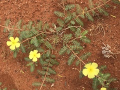 Tribulus pterophorus