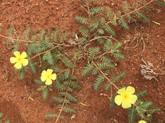 Tribulus pterophorus