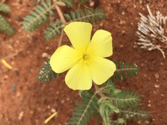 Tribulus pterophorus