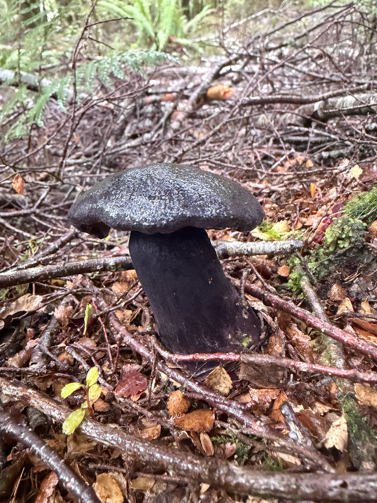 Tylopilus formosus · April 2026 · photo: © ella_m_sangster (iNaturalist, cc-by)