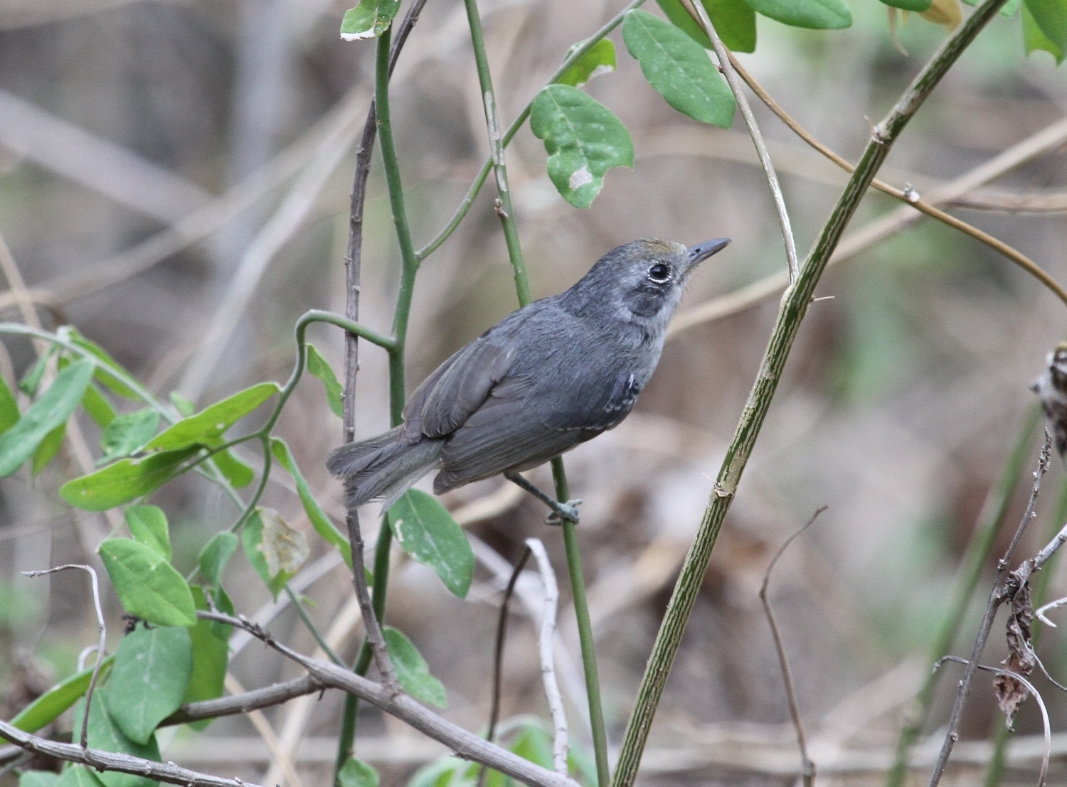 Dysithamnus mentalis image