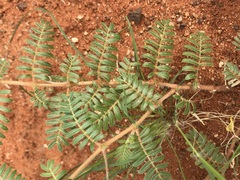 Tribulus pterophorus