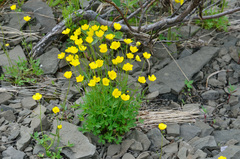 Ranunculus turneri