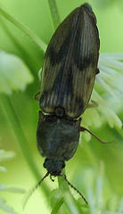 Stropenron hieroglyphica