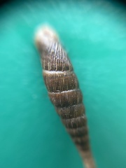 Alinda biplicata