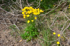 Ranunculus turneri