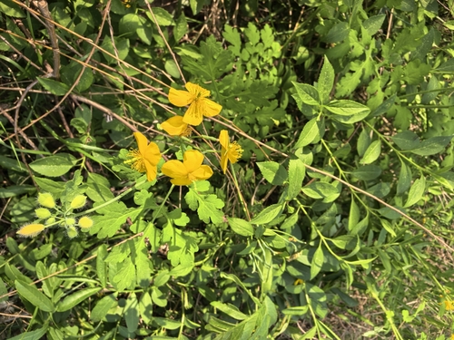 Asian celandine