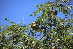 Pterocarpus angolensis