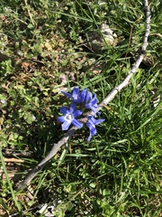 Scilla forbesii