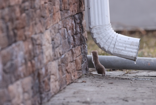 Обыкновенная ласка observed by natashatrofimova