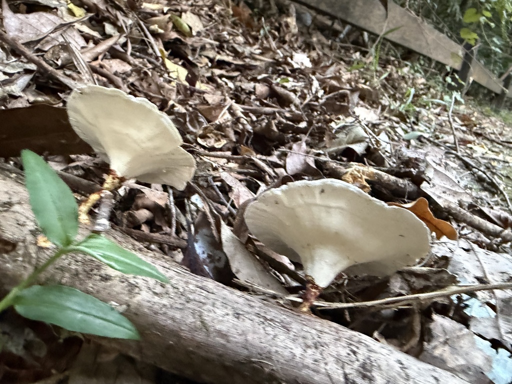 Microporus xanthopus · April 2026 · photo: © anishavita (iNaturalist, cc-by)