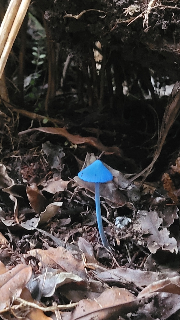 Entoloma hochstetteri · April 2026 · photo: © s83482 (iNaturalist, cc-by)