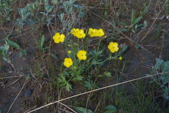 Ranunculus turneri