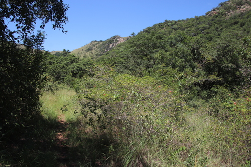 Smilax anceps image