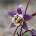 Small-flower Columbine - Photo (c) Susan Elliott, some rights reserved (CC BY-NC), uploaded by Susan Elliott