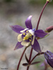 Small-flower Columbine - Photo (c) Susan Elliott, some rights reserved (CC BY-NC), uploaded by Susan Elliott