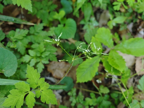 Osmorhiza aristata iNat (2)