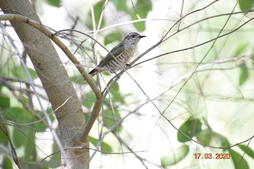 Little Bronze Cuckoo (Chalcites minutillus), photo 9