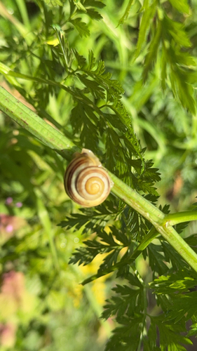 Cepaea