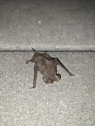 Mexican Free-tailed Bat observed by procellarum