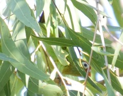 Psitteuteles versicolor