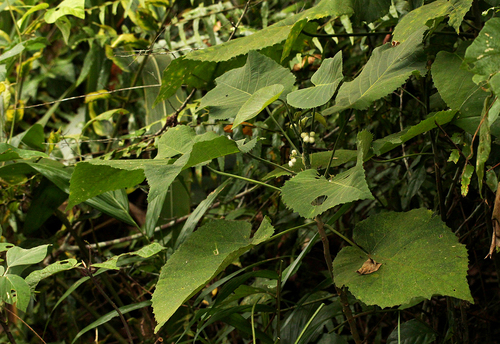 Buchnerodendron image