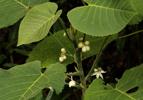 Buchnerodendron speciosum image