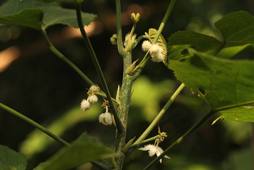 Buchnerodendron speciosum image