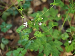 Semiaquilegia adoxoides, photograph (c) WATANABE Hitoshi 渡辺仁, some rights reserved (CC BY)