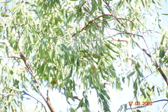 Psitteuteles versicolor