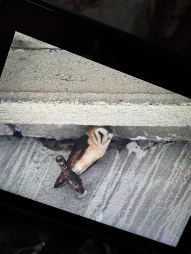 Schleiereule observed by amz_foto_natur