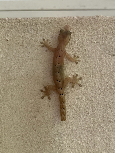Lepidodactylus lugubris observed 2026-04-14