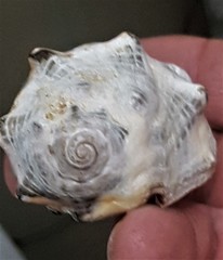Purpura bufo