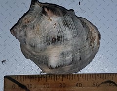 Purpura bufo