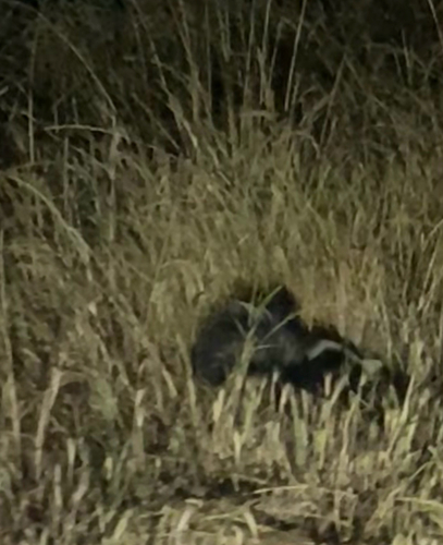 Striped Skunk observed by hommedeterre