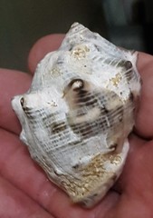 Purpura bufo