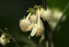 Buchnerodendron speciosum image