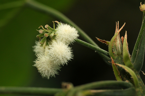 Achariaceae image