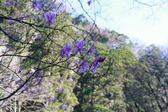 Rhododendron mucronulatum