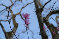 Rhododendron mucronulatum