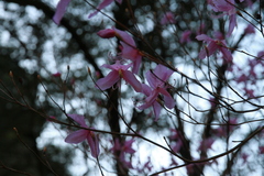 Rhododendron mucronulatum